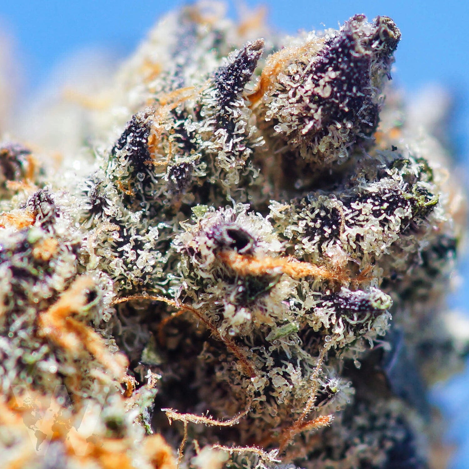 Girl Scout Cookies, Do Si Dos Indica Cannabis Strain