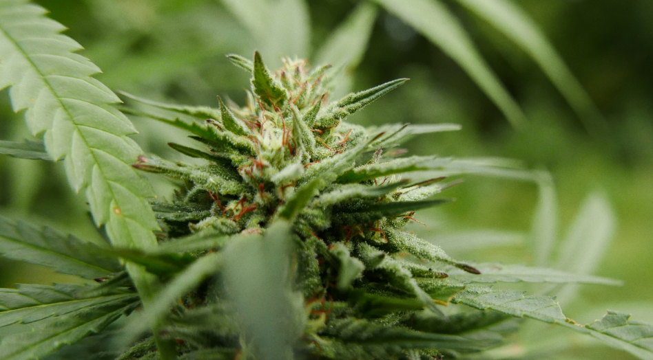 what is CBD?